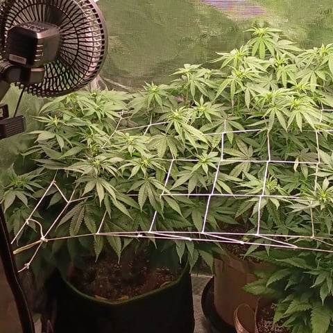 TentPlantLightFan