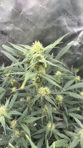 Indoor & Outdoor Grow 6 — flower, day 54