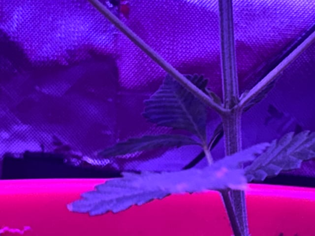 My First Grow — vegetative, day 2