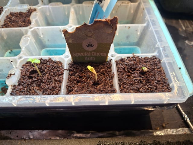 Queen B  — seedling_rooting, day 6