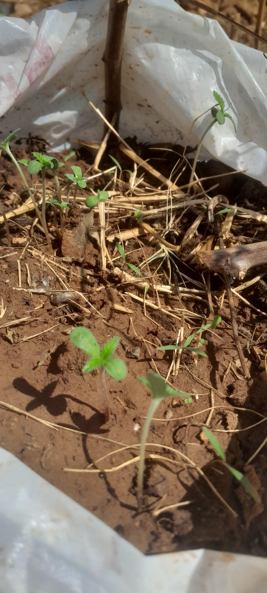 Random Seeds