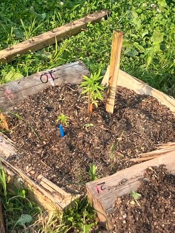 2026 — vegetative, day 2