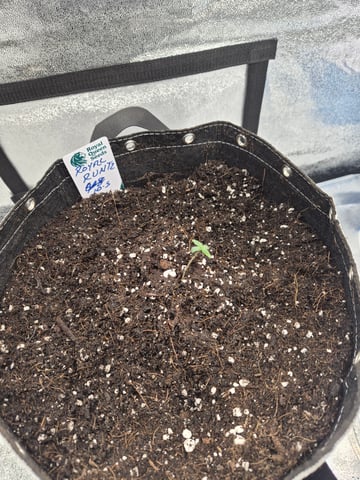 I'll get it right — seedling_rooting, day 9