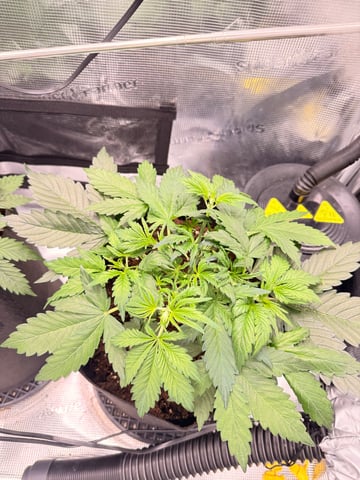 First grow — vegetative, day 16