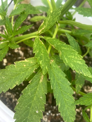 First ever grow — flower, day 54