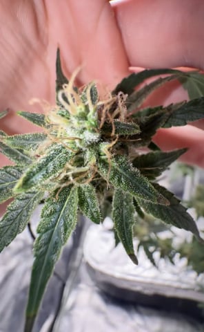 Dave’s grow — done, day 108