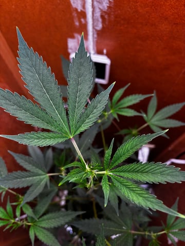 Triple Cake  — flower, day 31