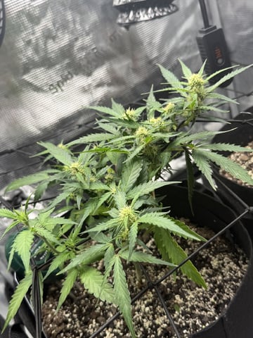 Gorilla Cookies — 1st Grow — flower, day 59