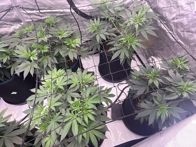 2025-1 — flower, day 35