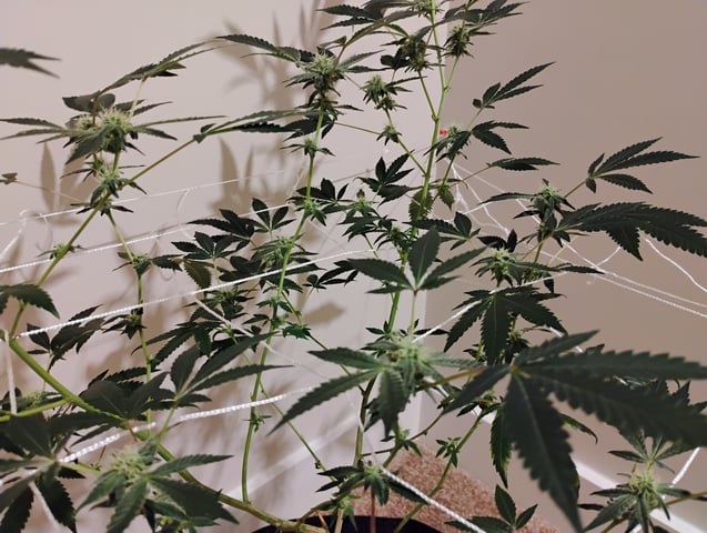 Started from clone 5/20 (Blood Diamond OG)  — flower, day 7