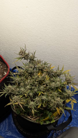 Double Smile And (Alien Vs Triangle X Strawberry Nuggets) — harvest, day 75