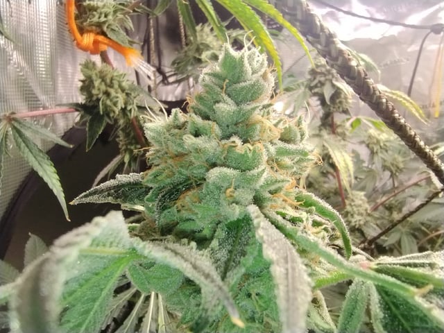 Photo Time📸🕞 — flower, day 111
