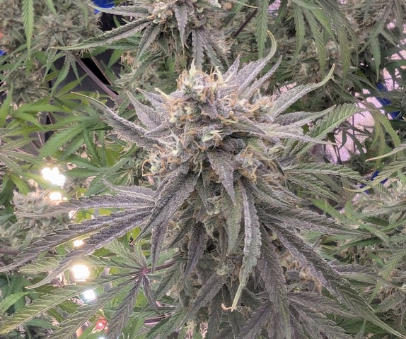 Perpetual Autoflower Mixed Grow #3 — flower, day 81