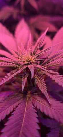 basement grow — flower, day 63