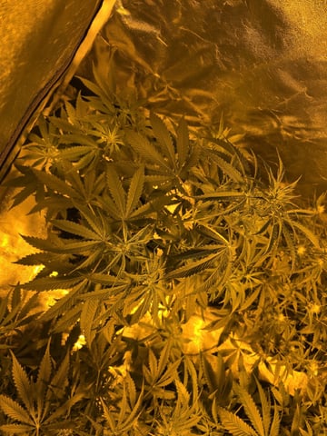 3rd Auto Grow — flower, day 61