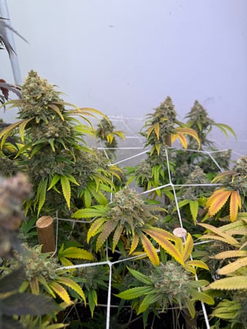 Indoor Grow  — flower, day 202