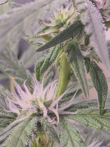 I'll get it right — flower, day 68