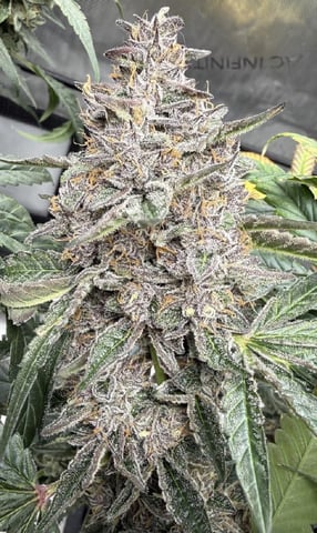 3x3 Grow — flower, day 4
