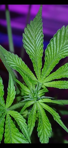 triangle kush  — flower, day 52