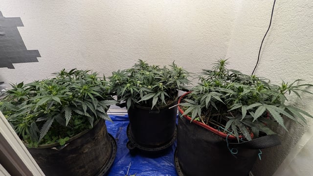 August Grow