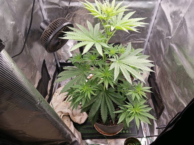 4th grow  — flower, day 162