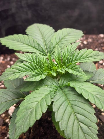 Northern lights #10 (Alaska) — vegetative, day 13