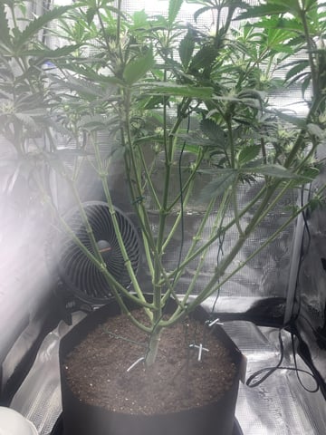 Blackberry Moonrocks (First Grow) — flower, day 23