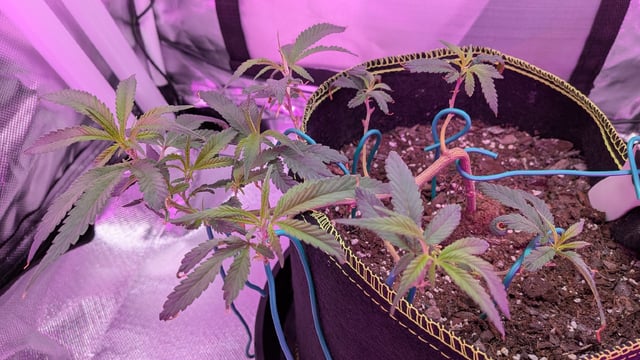 Dolly — vegetative, day 38