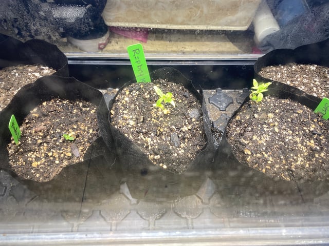 Auto Run #1 2025-2026 — vegetative, day 19