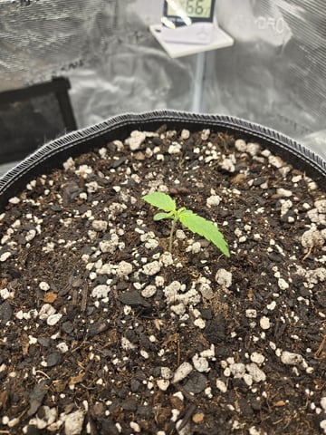 StrawZ (autoflower) — seedling_rooting, day 8