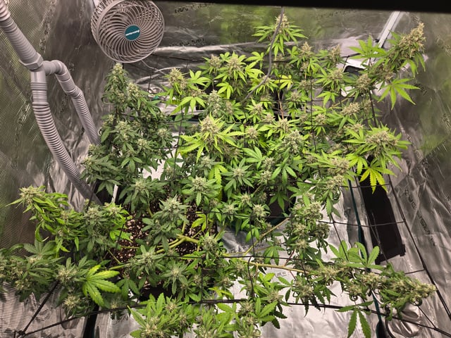 3rd Grow 3x3 tent — flower, day 73