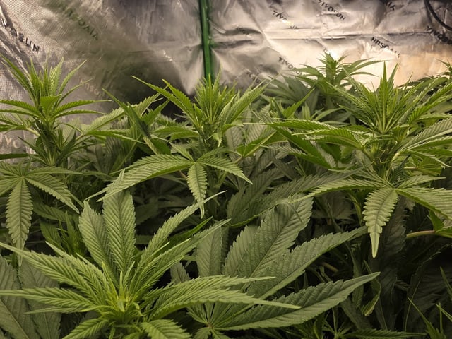 Hazy Daze — flower, day 70