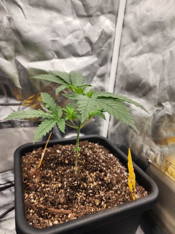 Hashburger And Lemon Deisel — grow_setup, day 2