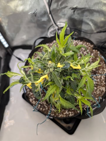 C99 CloneWars! — vegetative, day 8