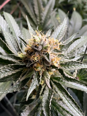 E Grow  — flower, day 48
