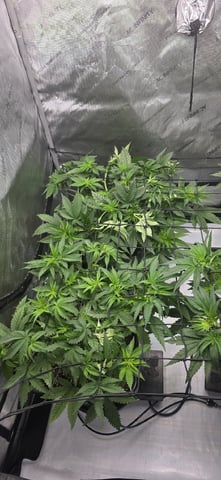 Lime Rian. — vegetative, day 44