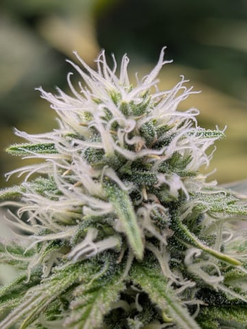 Acapulco Gold  — flower, day 86