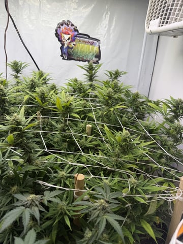 Indoor Grow  — flower, day 174