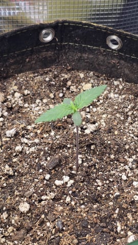 Purple Nasty By Ethos Seeds — seedling_rooting, day 4
