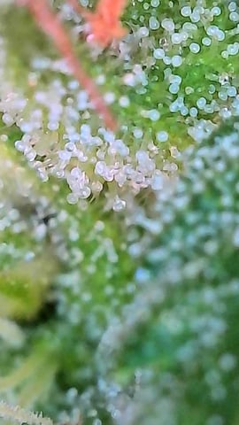First ever grow — flower, day 78