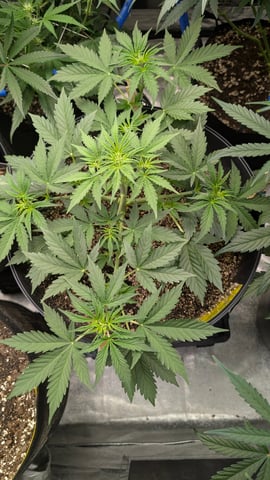 Mixed Grow — grow_setup, day 50