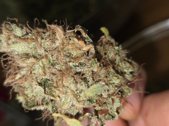 Special Queen 1 Fem+ Watermelon Auto — harvest, day 139