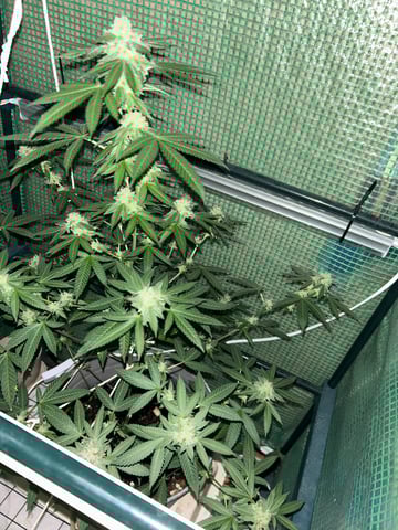 1st baby  — flower, day 48