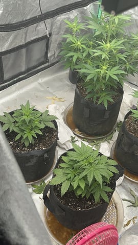 420 Fast Buds 