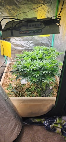 10G's — flower, day 49