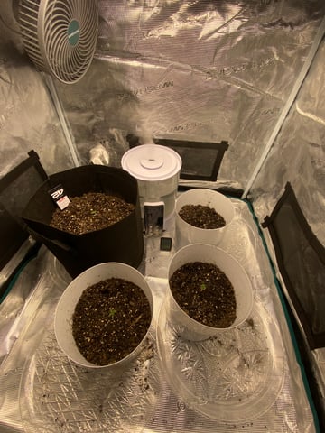 Gorilla Melon — seedling_rooting, day 6