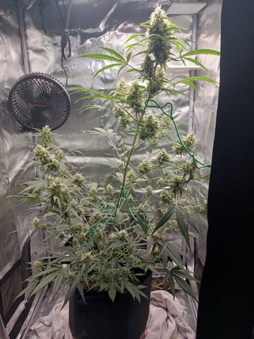 black gorilla feminized — flower, day 11