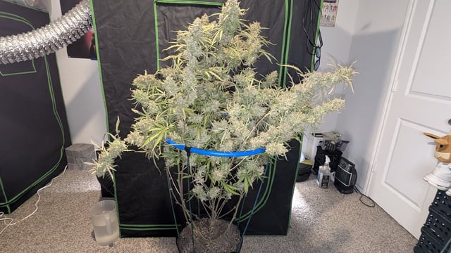 Mixed Grow — flower, day 131