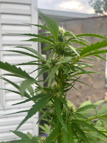 First ever grow — flower, day 62