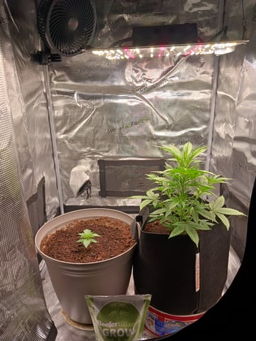 black gorilla feminized  — vegetative, day 7